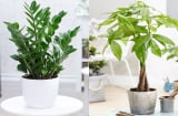 7 cây cảnh được ví như “bùa cát tường”, càng trồng chậu nhỏ càng phát triển tốt, mang vàng bạc vào nhà