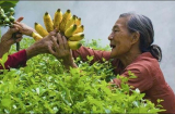 Các cụ bảo: ''Thà mong hàng xóm mua được con lừa còn hơn mong người thân trúng số'', vì sao vậy?