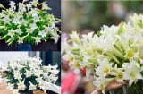 Cách cắm hoa loa kèn đẹp và tươi lâu, hoa nở căng tròn tinh khôi