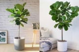 Người mệnh Mộc nên trồng cây cảnh gì cho hợp phong thủy để thu hút tài lộc và vận may?