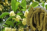 Trồng cây này trong nhà khác gì chôn hũ vàng, hút tài lộc, may mắn cực đỉnh