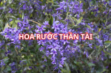 Có cây này trước cổng, nhà rực rỡ thơ mộng, ai cũng ngẩn ngơ, thần tài yêu thích ban lộc giàu sang hạnh phúc