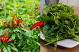 Lá ớt có thể hái ăn được thay rau không?
