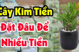 Vị trí đặt Kim Tiền giàu nứt vách: Trong nhà chỉ cần 1 cây thôi cũng đủ phát tài