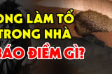 Ong làm tổ trong nhà là điềm lành hay dữ, có nên đuổi chúng đi không?