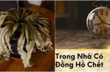 Trong nhà có 3 thứ này 'nằm im': Cảnh báo điềm xui đang tới vứt ngay càng sớm càng tốt