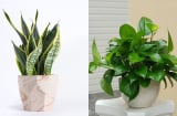 4 cây cảnh dễ trồng dễ chăm, “vụng về' đến mấy cũng có cây đẹp bày trong nhà, ai nhìn cũng khen tấm tắc