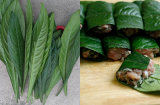 Loại lá ‘thần dược’ thiên nhiên, vừa là rau thơm quen thuộc vừa là vị thuốc quý trong vườn nhà