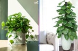 Trồng cây trầu bà trong nhà có tốt không?