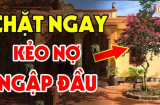 Trước sân không trồng 3 cây, trong nhà không treo 3 vật, là những cây gì, vật gì?
