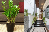 3 vị trí đặt cây kim tiền hút lộc tốt nhất trong nhà: 1 vị trí đại kỵ tán lộc nhớ tránh xa