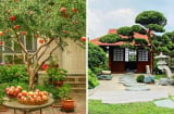 Các cụ dặn: 'Trong sân nhà trồng 3 cây, tài lộc kéo dài trăm năm', hoa thơm, sáng bừng cả nhà