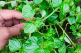 3 loại rau không lo phun thuốc sâu, giá cả bình dân lại bổ ngang nhân sâm, tổ yến