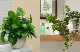 6 cây cảnh phù hợp trồng trong bếp, vừa làm sạch không khí vừa giúp không gian nấu nướng bừng sáng