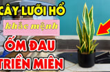 Người thuộc 2 mệnh này kị cây lưỡi hổ, hễ trồng 1 cây cũng hao của, tiền không cánh mà bay