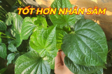4 loại rau rẻ hơn thịt, bổ ngang nhân sâm, tổ yến, mọc dại đầy vườn, không tưới vẫn xanh