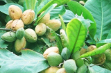 Loại quả xưa rụng kín sân, cho chẳng ai xin, nay là đặc sản, có giá gần triệu/kg