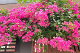 Hoa giấy đừng chỉ tưới nước lã: Cho thêm vài thìa này, hoa nở rộ, lá xanh tươi quanh năm