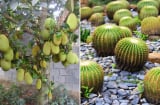 4 loại cây đẹp nhưng trồng trước nhà là tài lộc, tiền của tiêu tan, gia chủ nhất định phải tránh