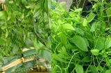 Loại rau đắt như thịt bò, ngọt như mì chính nhưng công dụng cực tốt cho sức khỏe, gặp đừng tiếc tiền mua