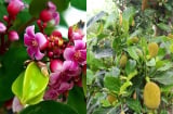 Bất ngờ hoa khế, hoa mít có thể chữa bệnh mà nhiều người không biết