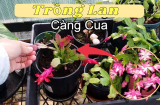 Loại hoa cứ ngắt lá vùi vào đất là sống, hoa đua nhau nở gọi tài lộc vào nhà