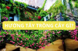 Nhà hướng Tây trồng ngay những cây này, vừa đẹp vừa mát nhà rước tài lộc