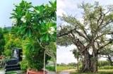 Người xưa dặn kỹ: 'Chặt 3 cây này phước lành tiêu tan, khó mà giàu', đó là 3 cây nào?