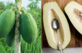 Ăn đu đủ xanh có lợi ích gì?