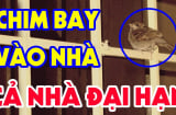Các cụ bảo: 2 con chim bay vào nhà, ắt có tin dữ, đừng cố giữ lại