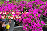 Hoà thứ này vào nước: Tưới hoa giấy nở bung từng chùm, nở rộ quanh năm
