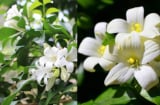 Trồng cây hoa nguyệt quế phải nhớ điều này tránh đại kỵ phong thủy