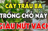 Cây trầu bà 'gánh lộc' vào nhà: 3 mệnh trồng cây trầu bà cực tốt, phong thuỷ vượng phát
