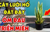 Nuôi cây lưỡi hổ hút tiền tài: 2 vị trí đại kỵ, cố trồng vào chỉ càng mất lộc