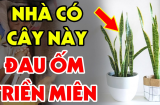 Tuổi này đại kỵ với cây Lưỡi Hổ: Trồng 1 cây cũng hao tổn phúc, tiền của không cánh mà bay