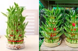 4 lý do khiến trúc phát tài rơi vào “danh sách đen” của nhiều người dù là cây cảnh rước hên vào nhà