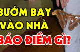 Bướm bay vào nhà có ý nghĩa gì, là điềm báo tốt hay xấu? Vì sao thấy không ai dám đuổi đi?
