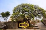 Dân gian có câu: Trước cửa không trồng 3 cây, trong nhà không treo 3 vật đó là cây gì, vật gì?