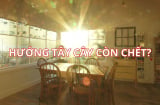 Dân gian nói 'Nhà hướng Tây cây còn chết' ngày nay có còn đúng