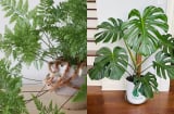 3 cây cảnh được mệnh danh “vua chịu bóng râm”, chẳng cần “tắm nắng” vẫn phát triển ổn định, lá tươi tốt quanh năm