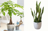 6 cây cảnh được ví như “bùa cải vận”, trồng trong phòng khách để gia chủ làm gì cũng thuận buồm xuôi gió