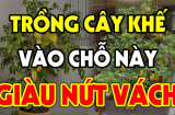 Cây Khế chua chát trồng trước cửa nhà có tốt không? Lưu ý khi trồng khế để chiêu tài hút lộc