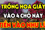 Cây hoa Giấy thu hút tiền bạc, đừng trồng linh tinh: Cứ trồng đúng chỗ này gia chủ giàu có, ăn nên làm ra
