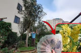 Loại cây hợp cả 5 mệnh: Hút tài chiêu lộc, trồng vào nhà nào tiền vào nhà đấy