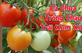 Cách trồng Cà chua trong chậu cho quả sai trĩu cành, ăn thoải mái không hết