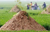 “Không được dời mộ, mười lần thì chín lần sẽ bại trận”, lời Tổ Tiên dạy không bao giờ sai