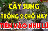 Cây Sung sinh tài sinh lộc, trồng ở đâu cũng tốt: Nhớ duy nhất 1 đại kỵ kẻo mất lộc, hao tài tốn của