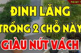 Cây Đinh Lăng trấn giữ của cải trồng trước cửa hay trong nhà thì tốt hơn? Vị trí tốt nhất thu hút tài lộc