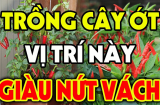 Cây ớt có quả cay xè vậy có nên trồng trước nhà hay không?