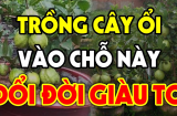 Có nên trồng cây ổi trước nhà không? Nhớ 1 đại kỵ kẻo tiêu tài tán lộc